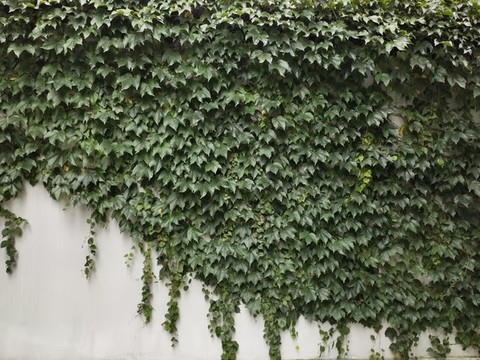 爬山虎綠化墻