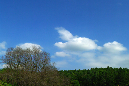 大樹和藍(lán)天