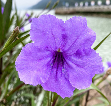 特寫紫色蘭花草