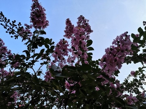 紫薇花
