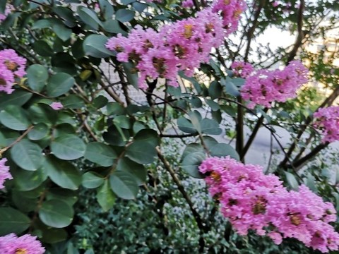 紫薇