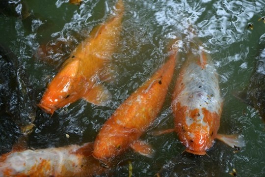 觀賞魚