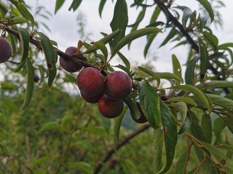 李子果樹