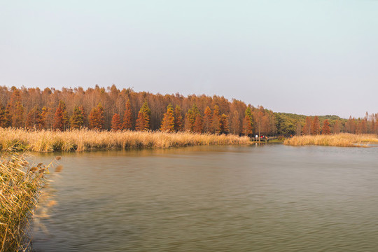 紅杉林