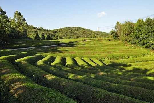 茶園風光