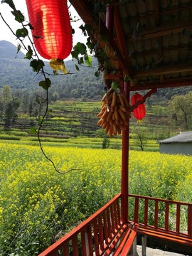 羅平油菜花海