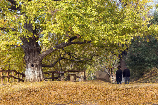两位男士行走在秋天古银杏树下