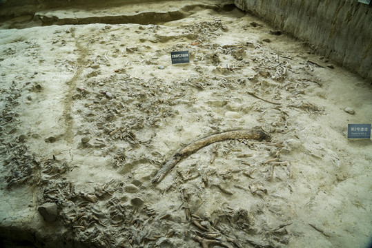 金沙遺址博物館