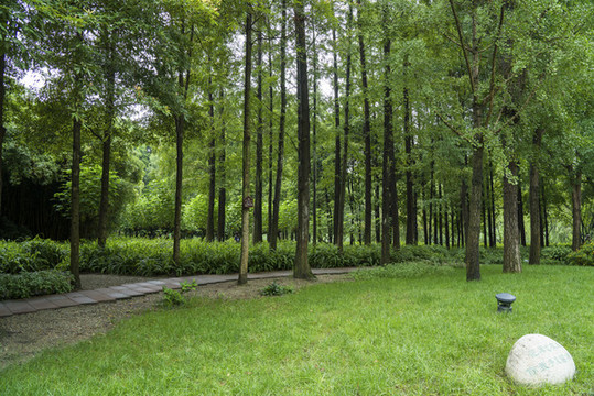 樹(shù)林