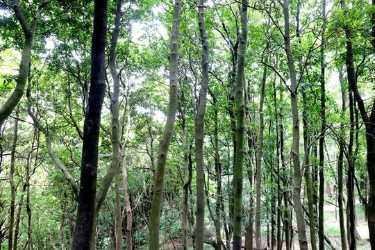 綠樹林