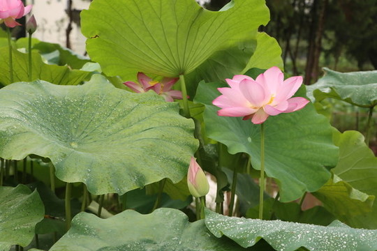 荷花荷葉