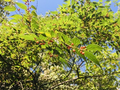 林间野果