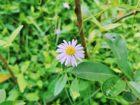 紫色馬蘭花