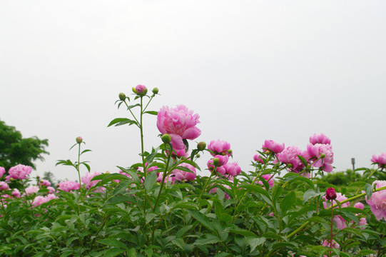 芍藥花海