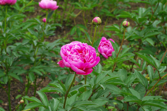 芍藥花