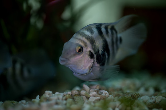 迷你鸚鵡魚(yú)