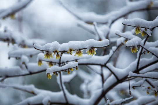 杭州西湖曲院風(fēng)荷雪韻