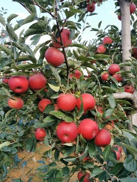 枝頭上的紅蘋(píng)果特寫(xiě)