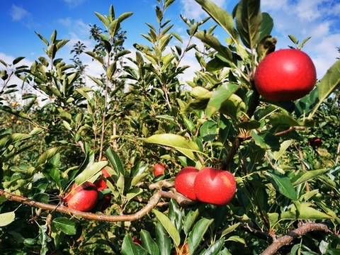 蘋果樹枝上的紅蘋果特寫
