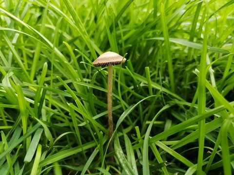 蘑菇綠草地