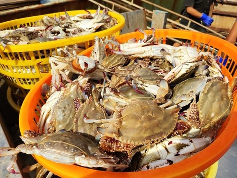 舟山開漁魚船上魚