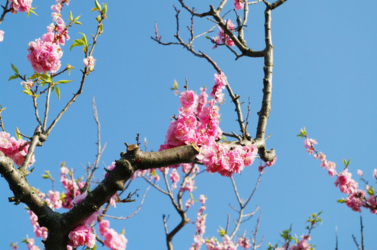 梅花樹枝