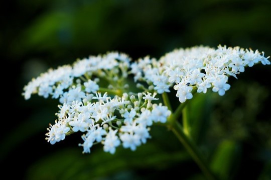 接骨草
