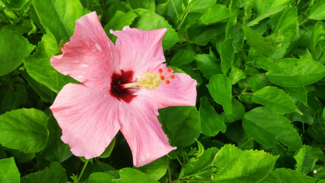 朱槿花