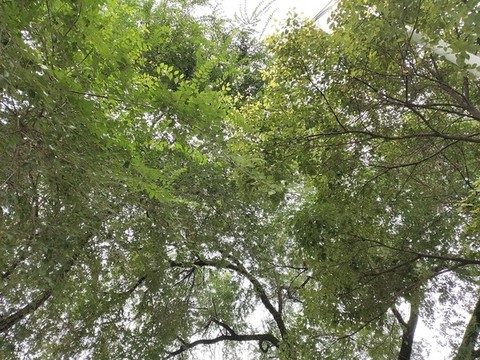 仰拍綠植