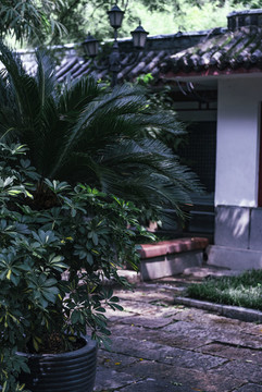 鐵樹