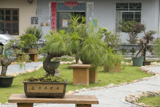 盆景