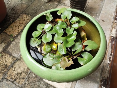 萍蓬草綠植盆景
