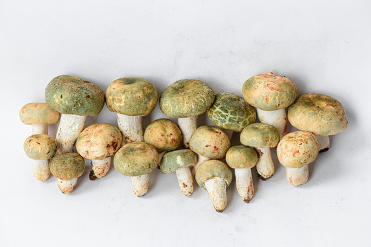 野生蘑菇青頭菌
