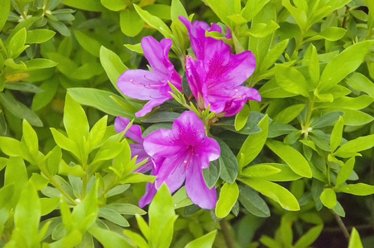 绿色植物紫杜鹃