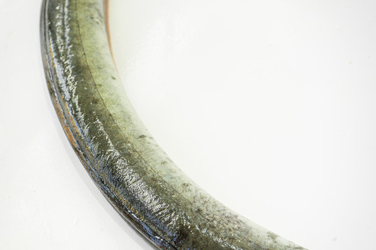 鰻魚(yú)