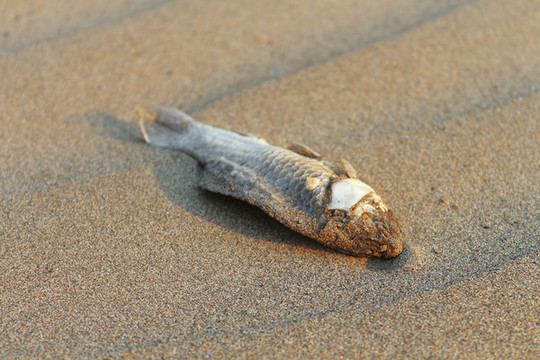 沙漠死魚