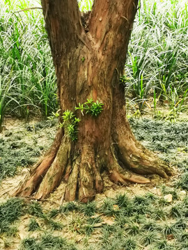 樹根