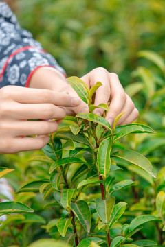 采茶葉制茶