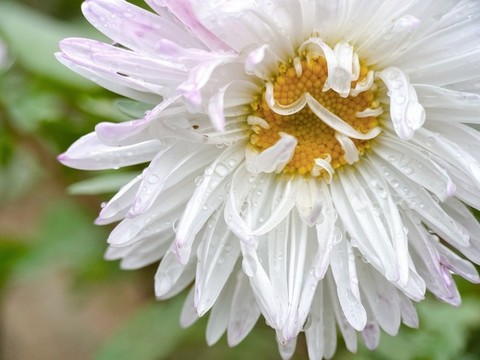 翠菊