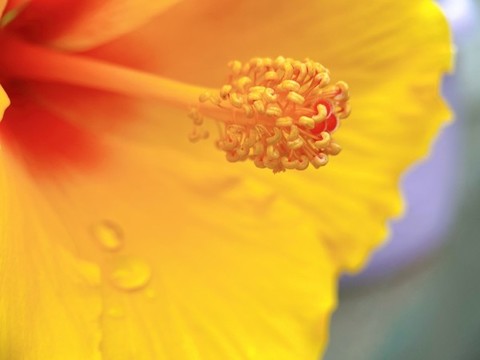 木槿花