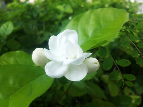 梔子花