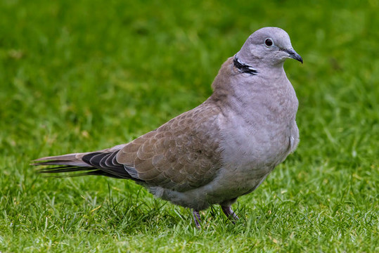 山斑鳩