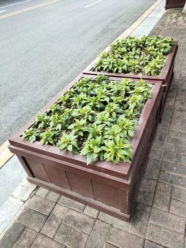 紅雞冠花壇
