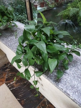 綠蘿