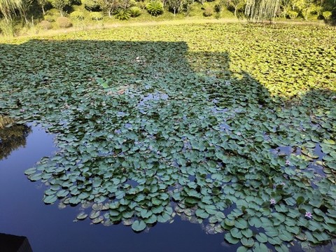 蓮花池