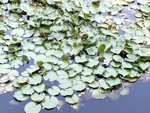 睡蓮與花