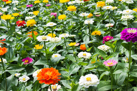 百日菊