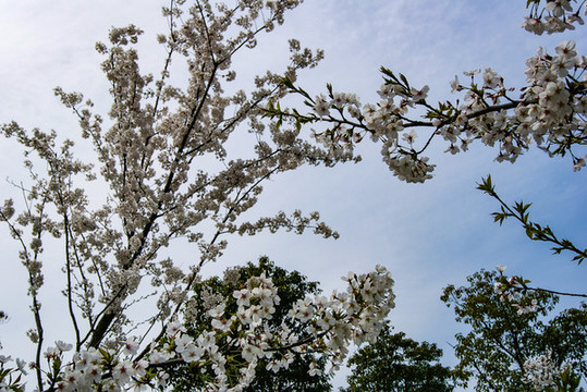 櫻花