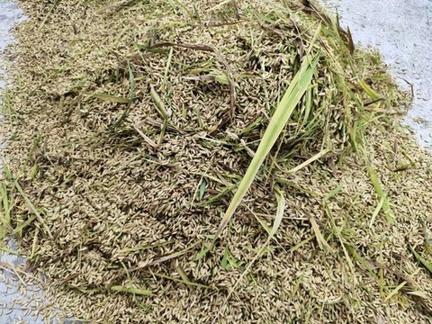水稻豐收