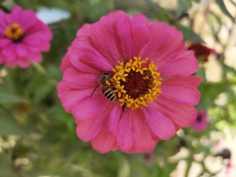 百日菊與蜜蜂大圖